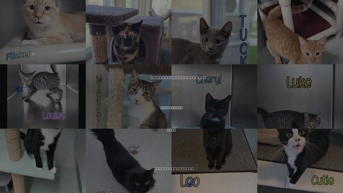 Cats for Adoption in Port Clinton, Ohio