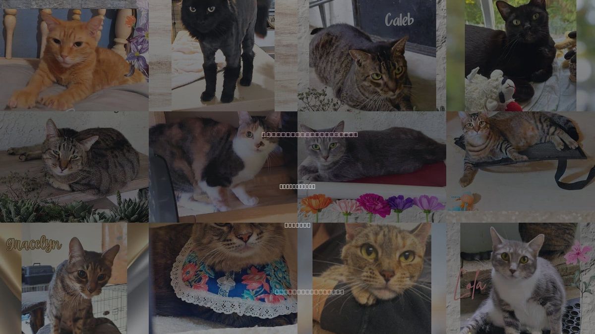 Cats for Adoption in Port Orange, Florida