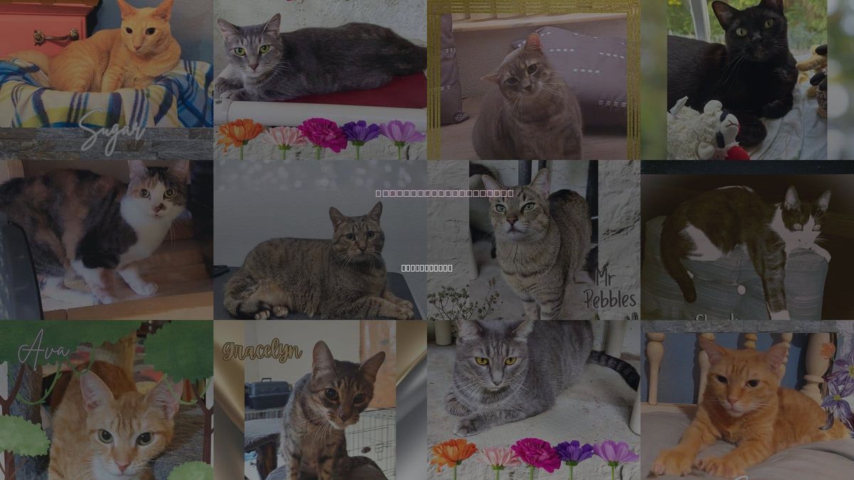 Cats for Adoption in Port Orange, Florida