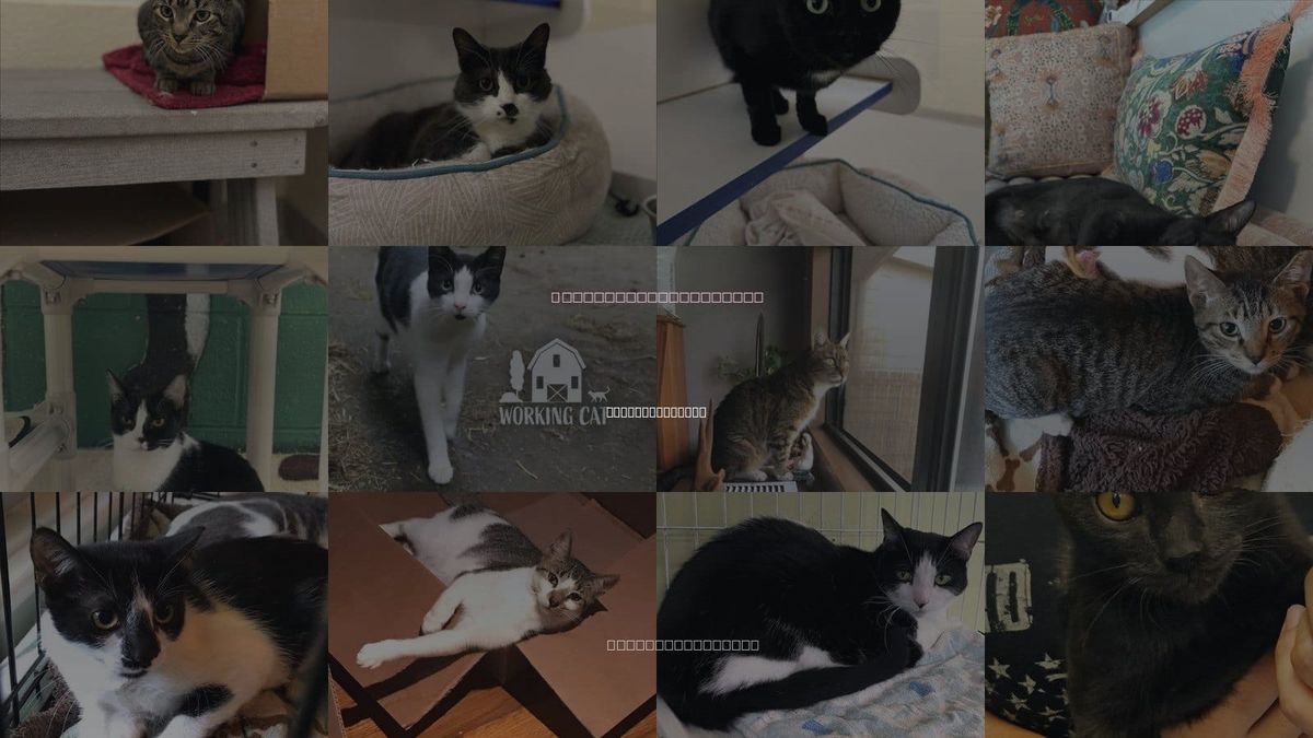 Cats for Adoption in Port St. Lucie, Florida