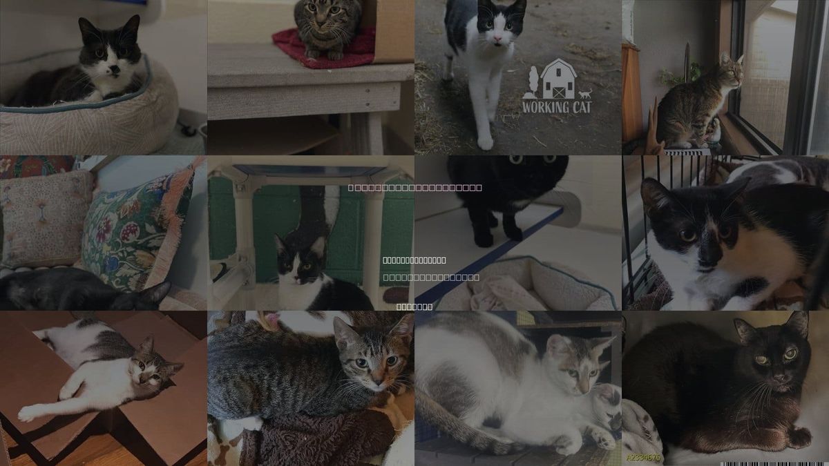 Cats for Adoption in Port St. Lucie, Florida