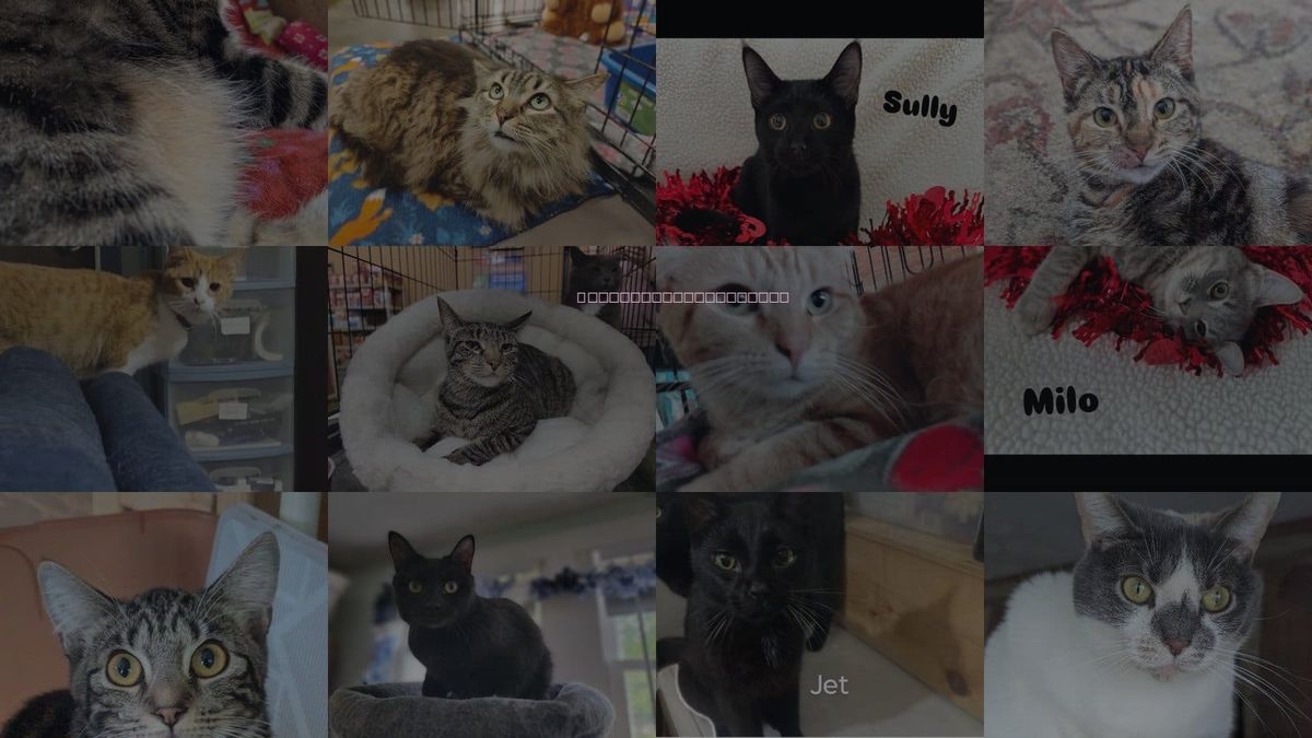 Cats for Adoption in Portage, Michigan