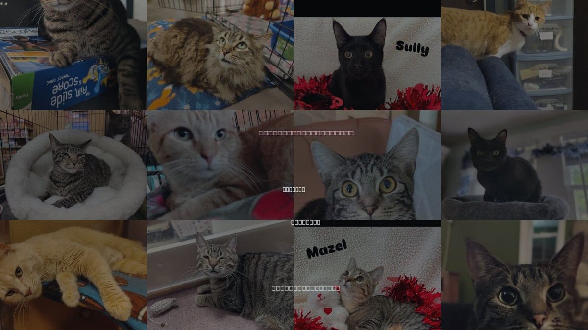 Cats for Adoption in Portage, Michigan