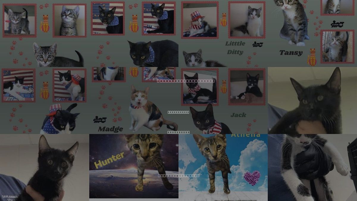 Cats for Adoption in Porterville, California