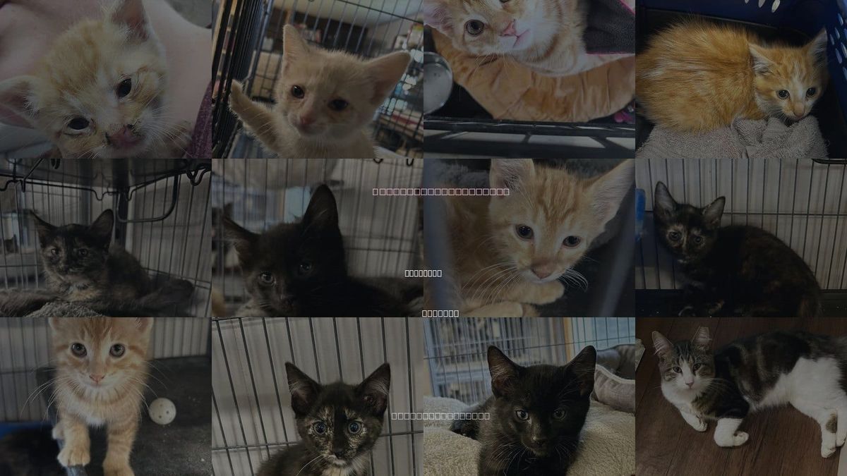 Cats for Adoption in Portland, Indiana