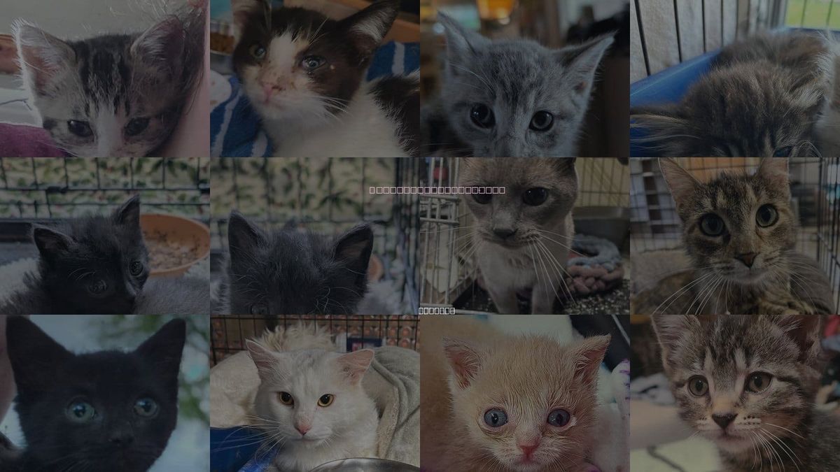 Cats for Adoption in Portland, Indiana