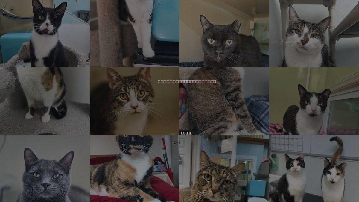 Cats for Adoption in Portland, Maine