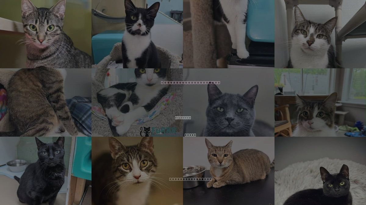 Cats for Adoption in Portland, Maine