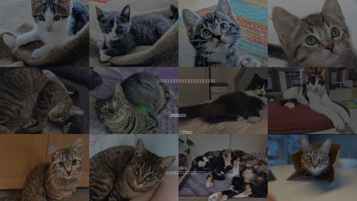 Cats for Adoption in Portland, Oregon