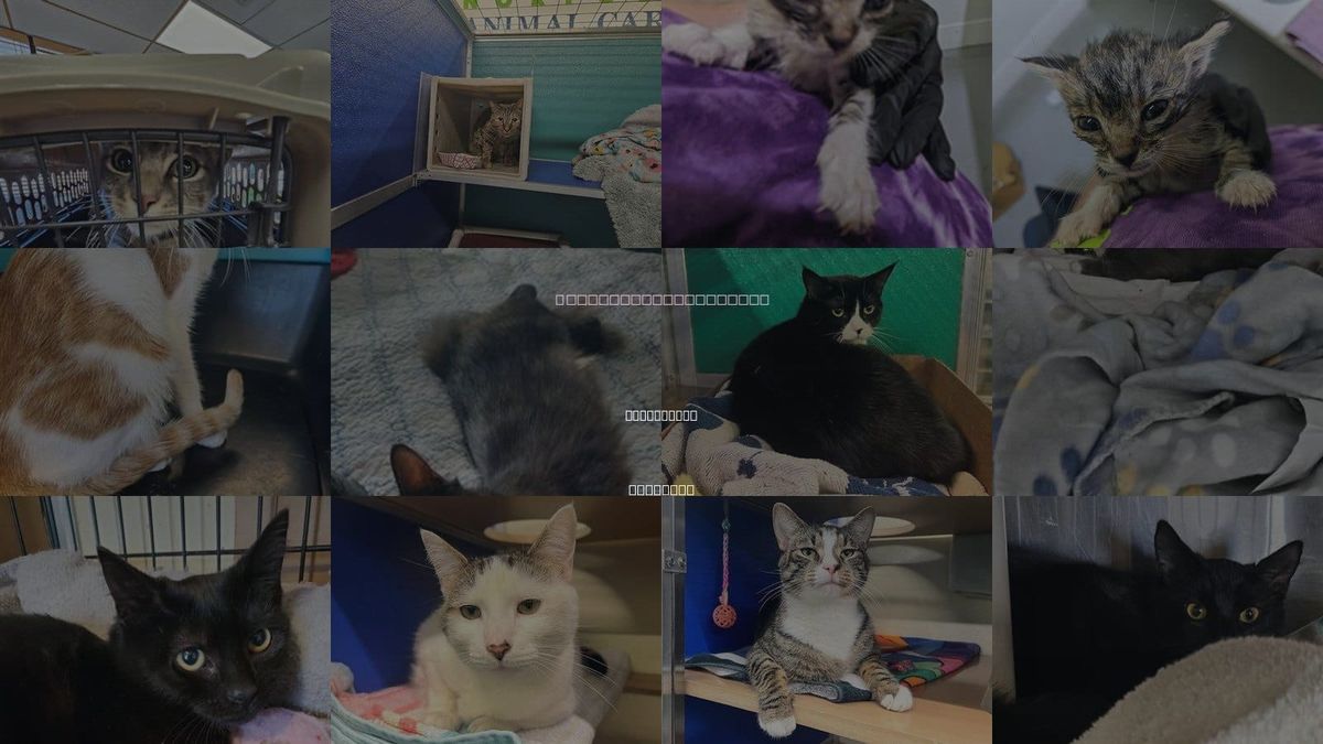 Cats for Adoption in Portsmouth, Virginia