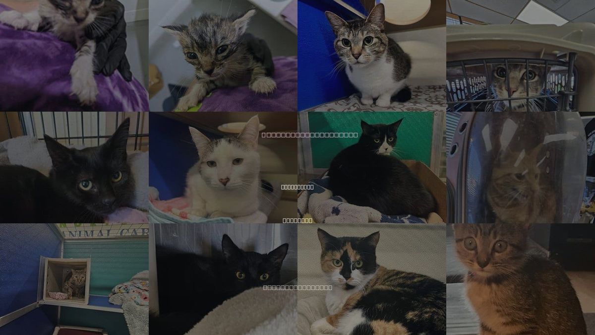 Cats for Adoption in Portsmouth, Virginia
