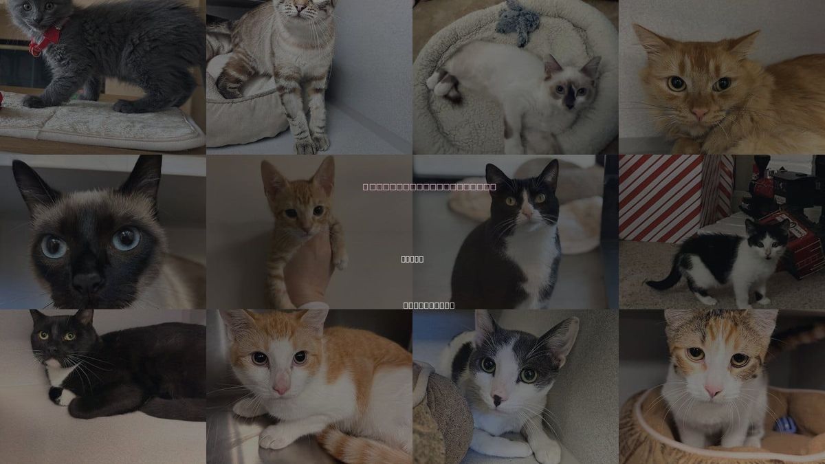 Cats for Adoption in Poway, California