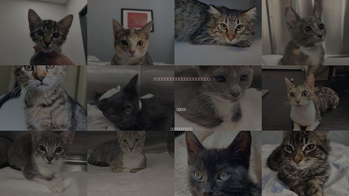 Cats for Adoption in Poway, California