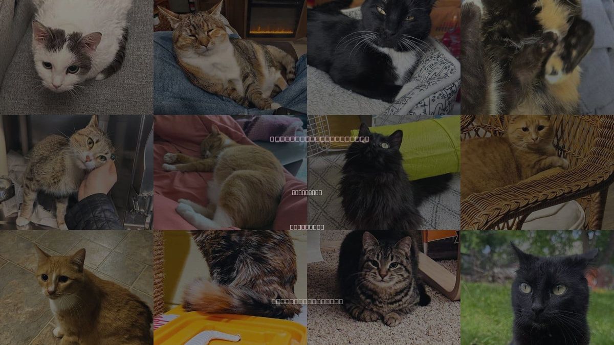 Cats for Adoption in Princeton, Minnesota
