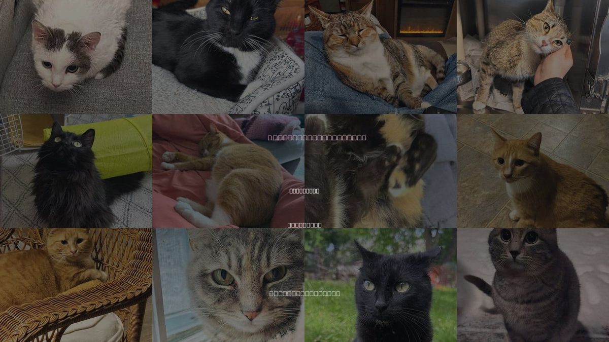 Cats for Adoption in Princeton, Minnesota