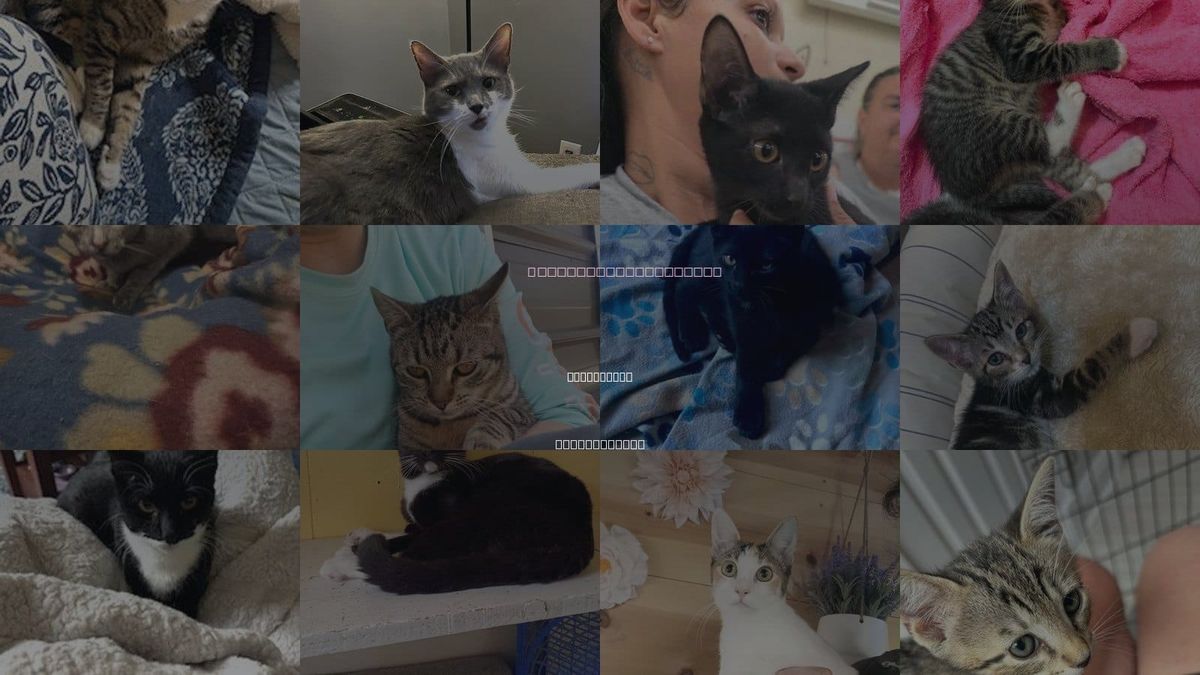 Cats for Adoption in Providence, Rhode Island