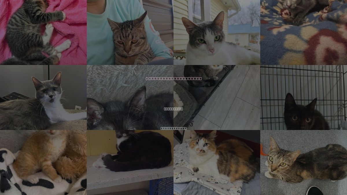 Cats for Adoption in Providence, Rhode Island