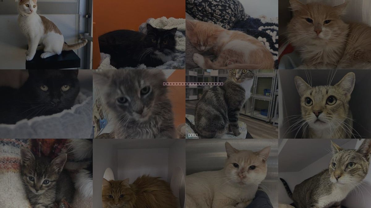 Cats for Adoption in Provo, Utah