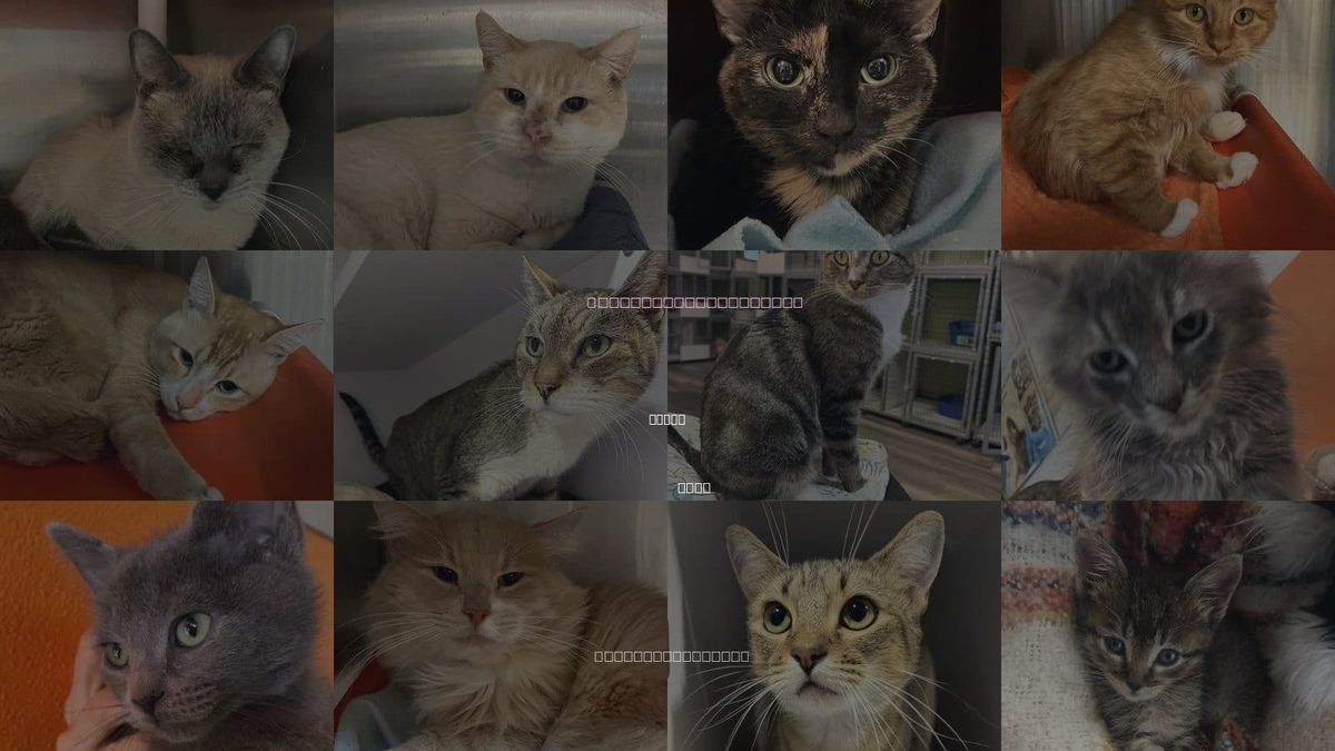 Cats for Adoption in Provo, Utah