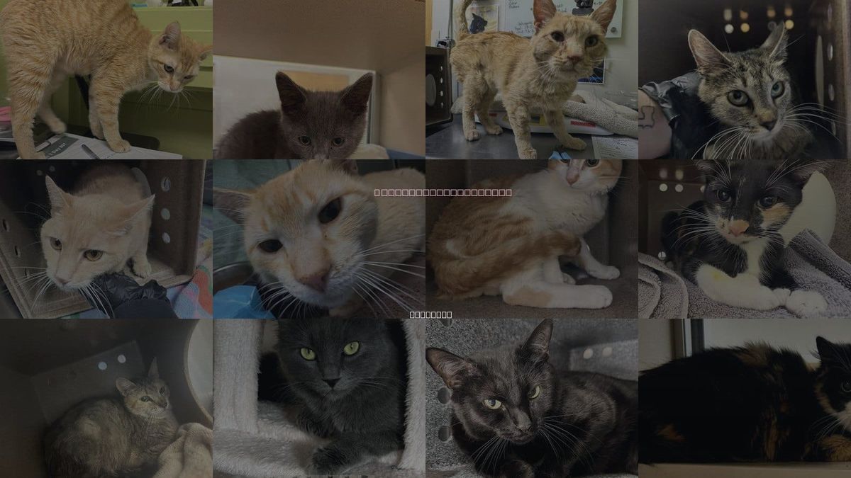 Cats for Adoption in Pueblo, Colorado