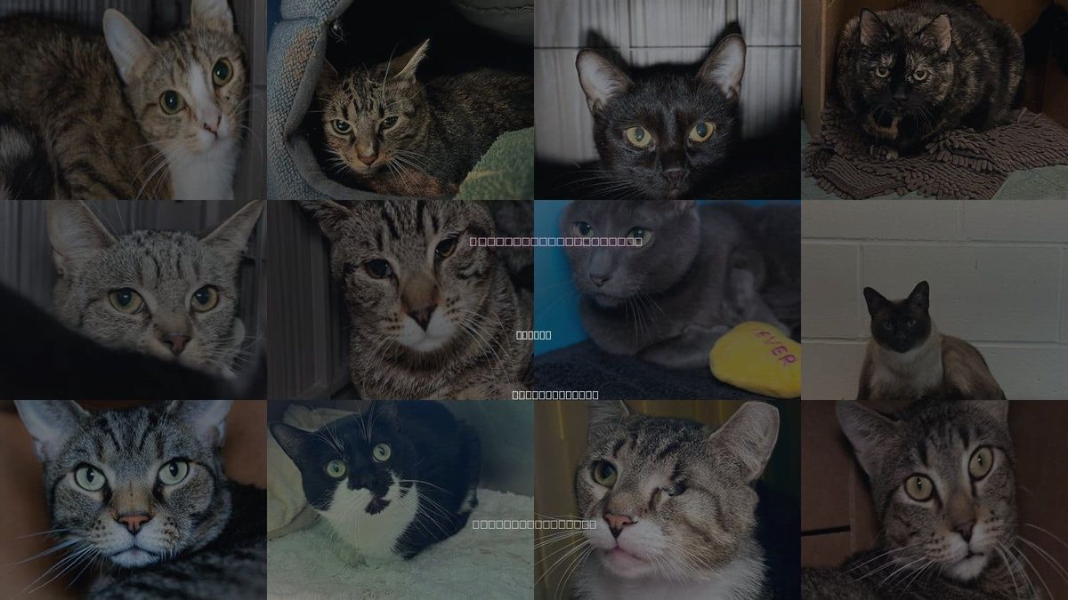 Cats for Adoption in Quincy, Massachusetts