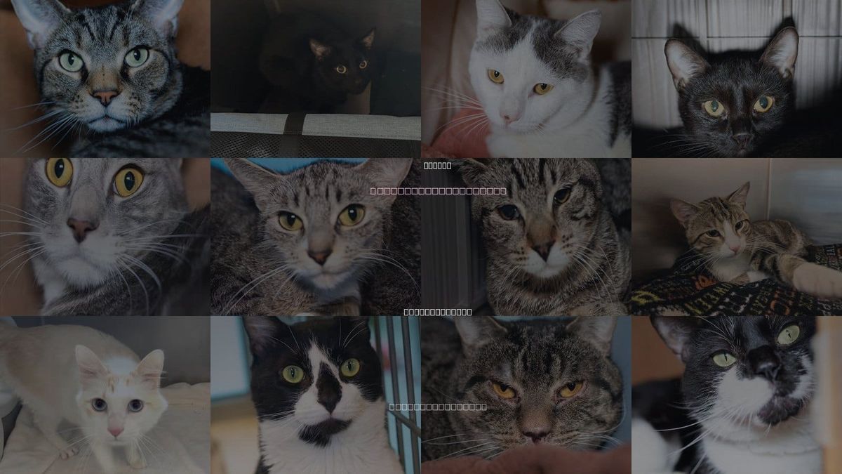 Cats for Adoption in Quincy, Massachusetts