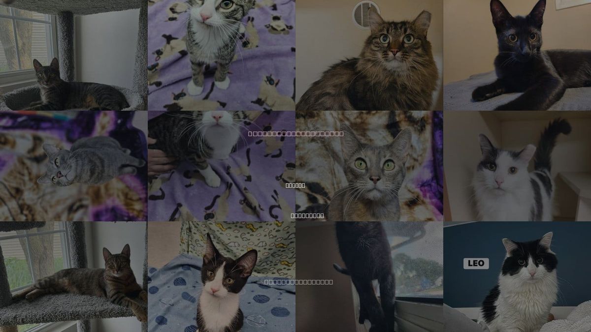 Cats for Adoption in Racine, Wisconsin