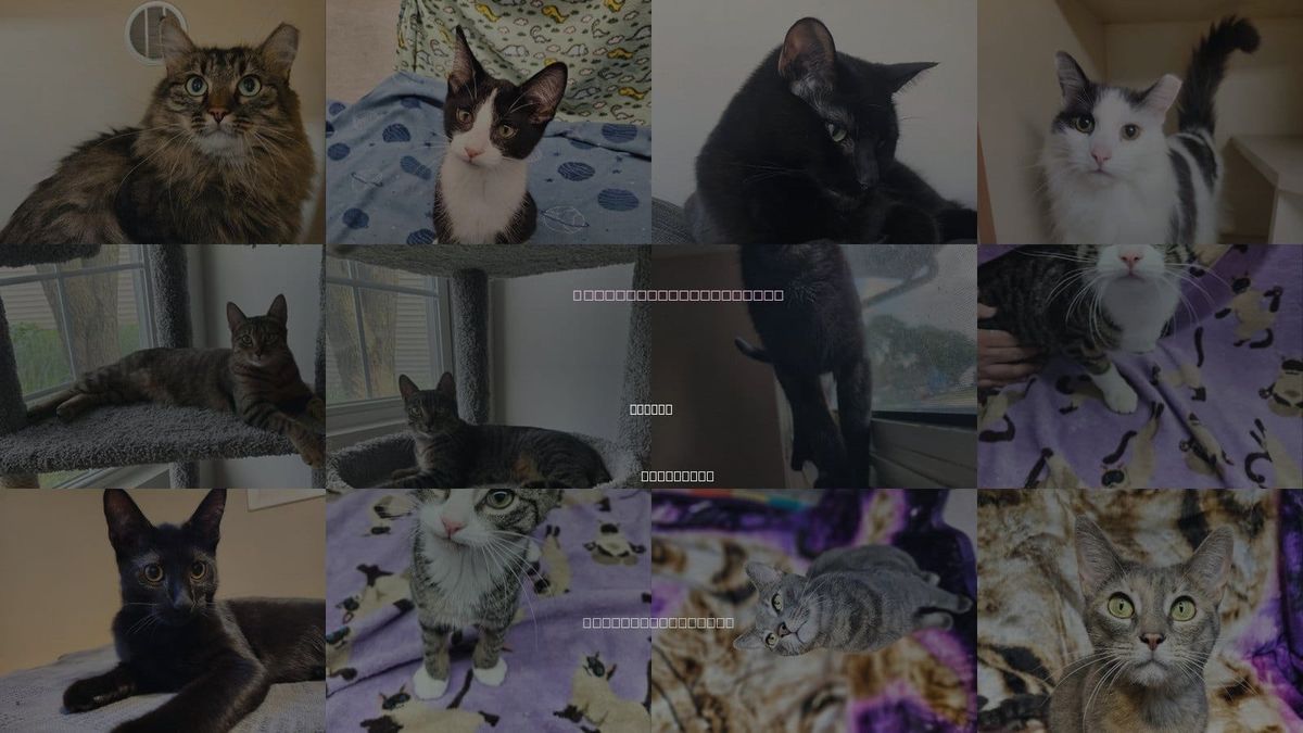 Cats for Adoption in Racine, Wisconsin