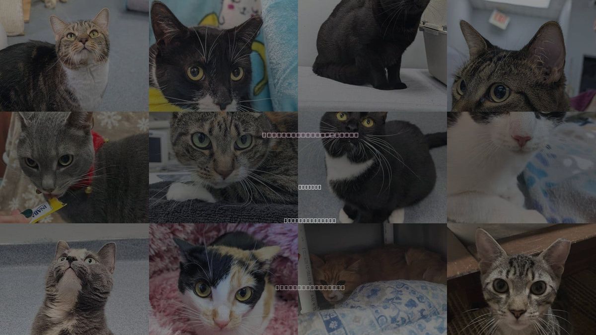 Cats for Adoption in Raleigh, North Carolina