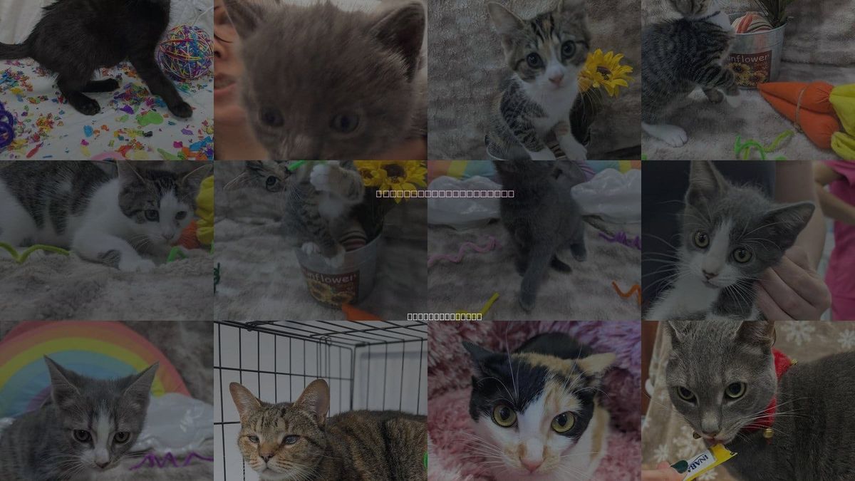 Cats for Adoption in Raleigh, North Carolina