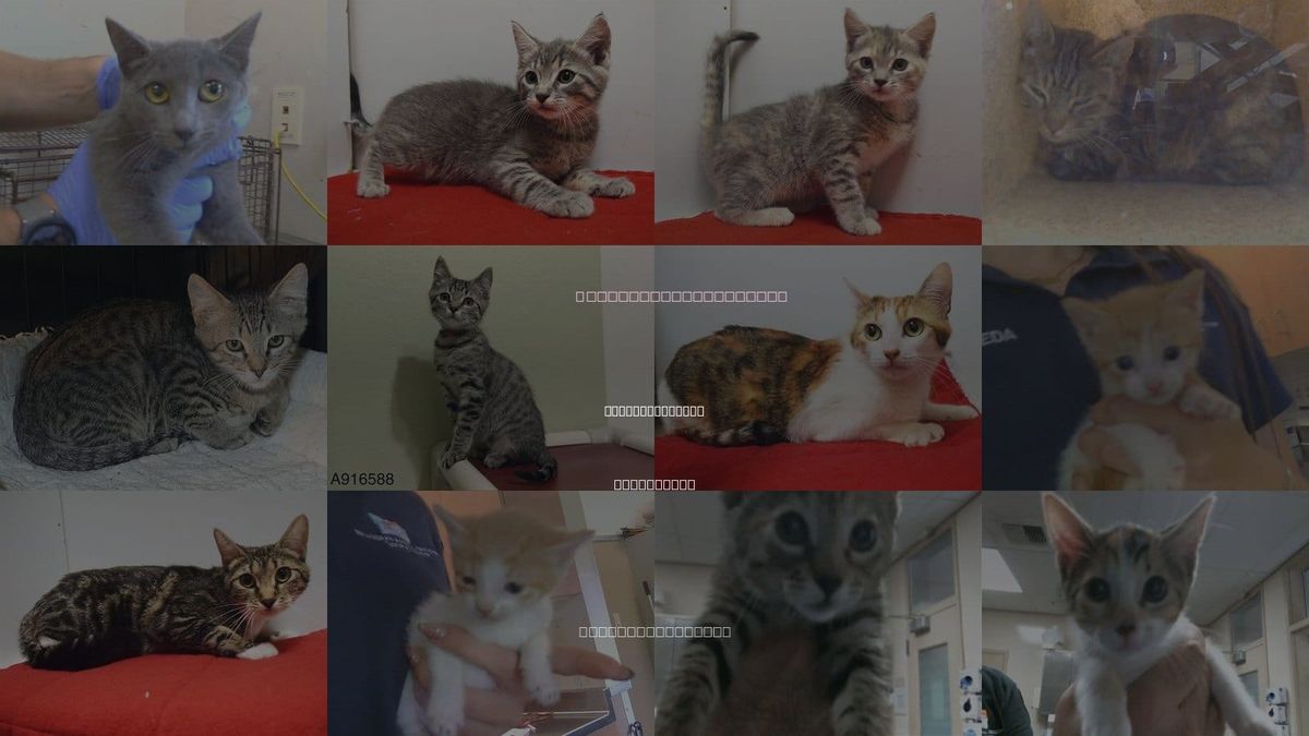 Cats for Adoption in Rancho Cordova, California