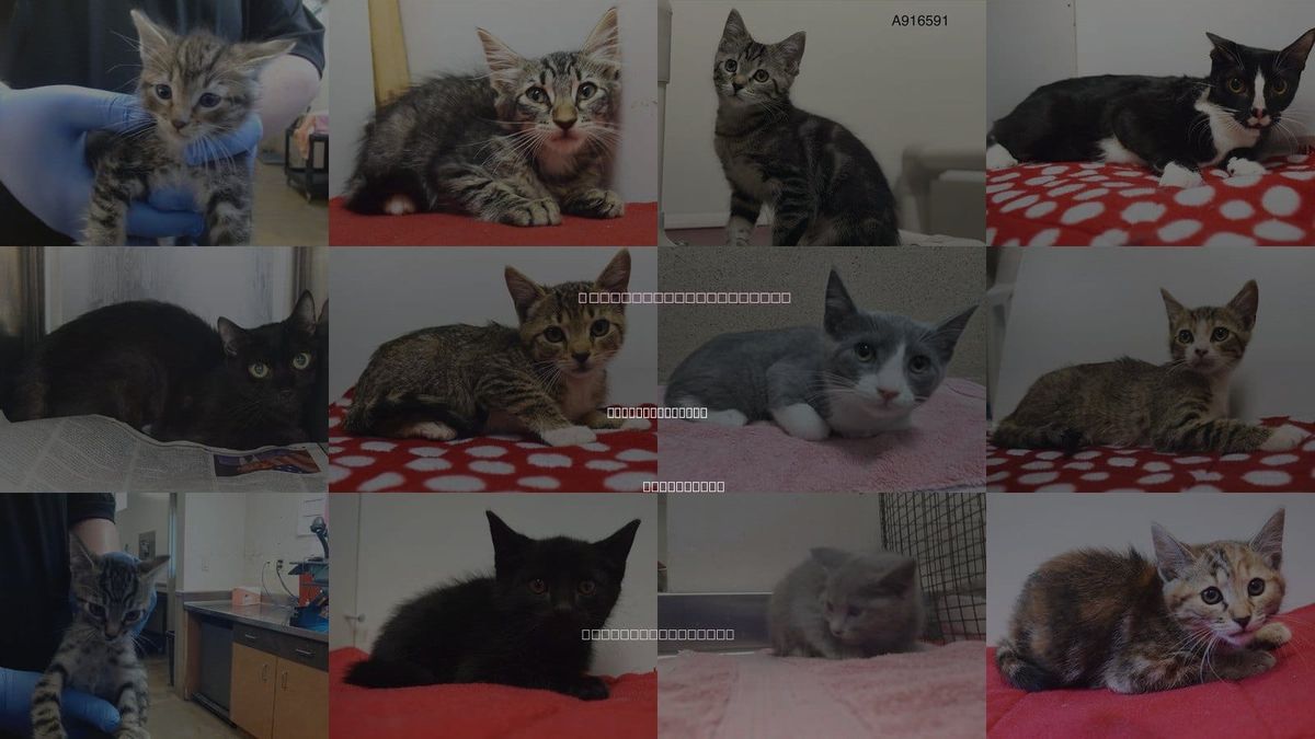 Cats for Adoption in Rancho Cordova, California