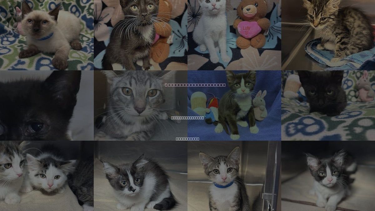 Cats for Adoption in Rancho Cucamonga, California