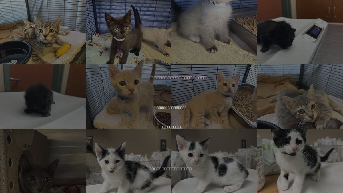 Cats for Adoption in Rancho Cucamonga, California