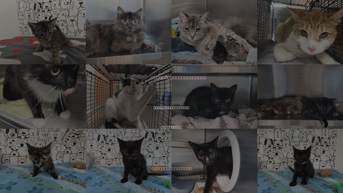 Cats for Adoption in Rancho Palos Verdes, California