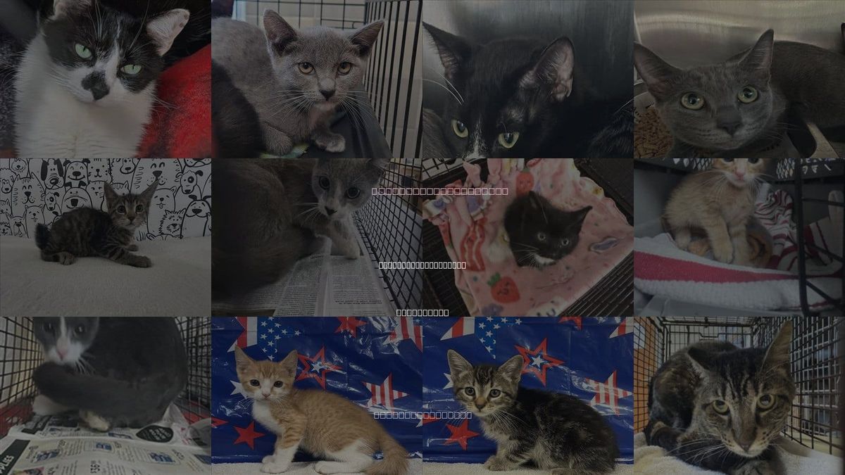 Cats for Adoption in Rancho Palos Verdes, California