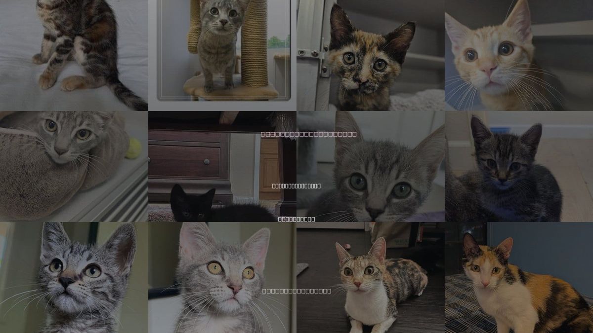 Cats for Adoption in Rancho Santa Fe, California