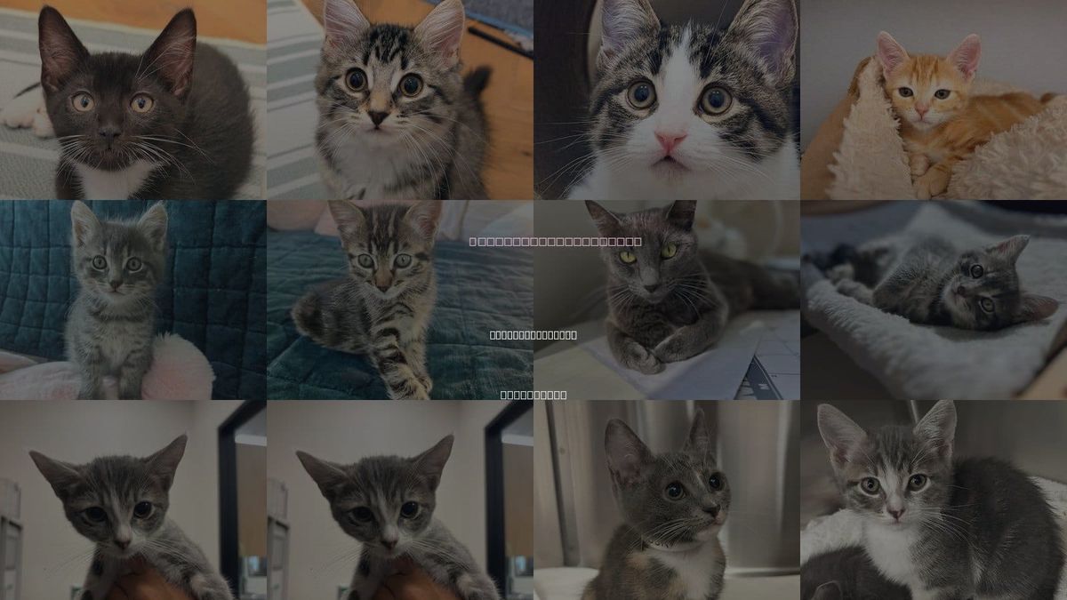 Cats for Adoption in Rancho Santa Fe, California