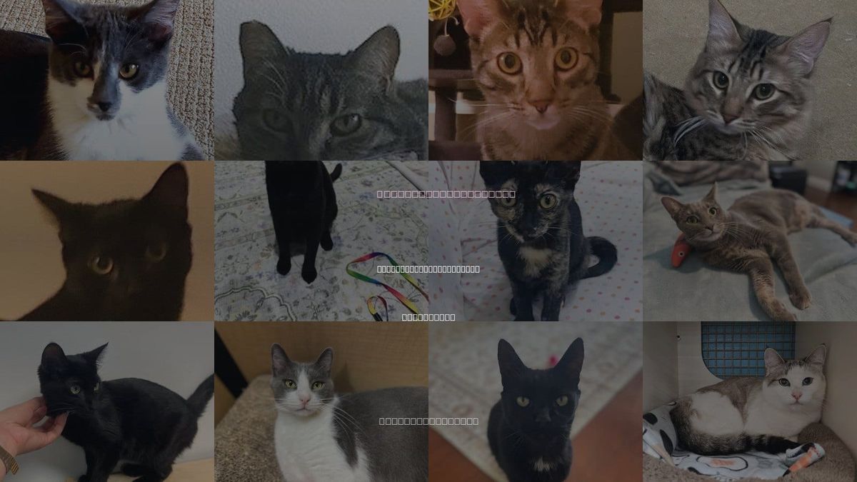 Cats for Adoption in Rancho Santa Margarita, California