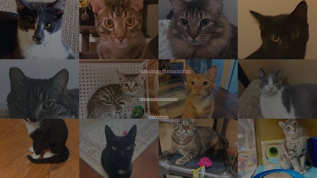 Cats for Adoption in Rancho Santa Margarita, California