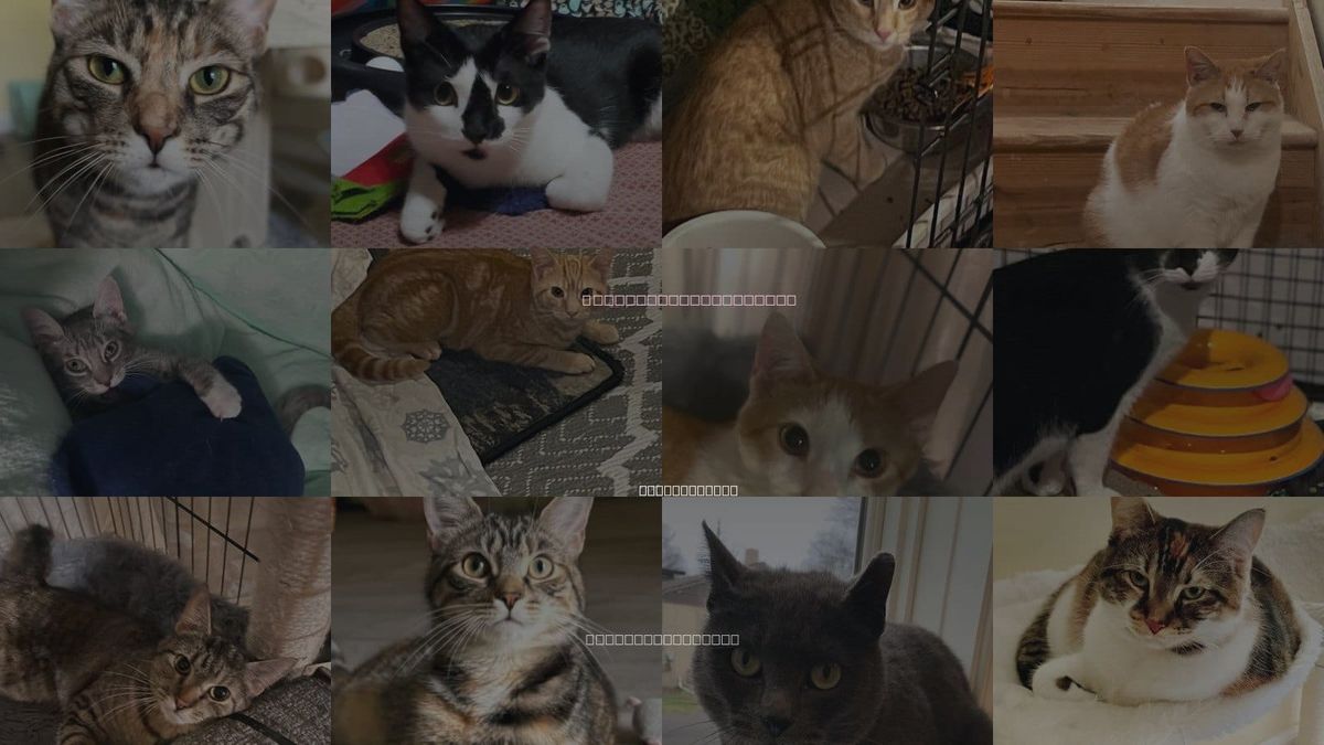 Cats for Adoption in Reading, Pennsylvania