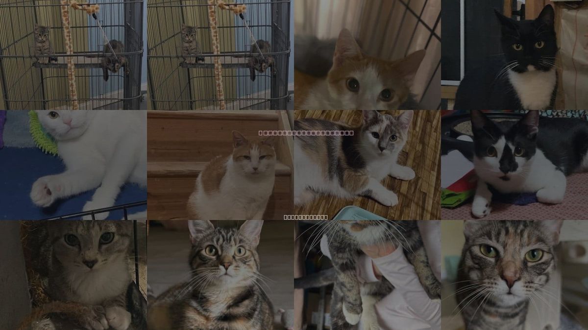 Cats for Adoption in Reading, Pennsylvania
