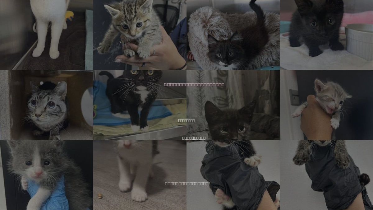 Cats for Adoption in Redlands, California