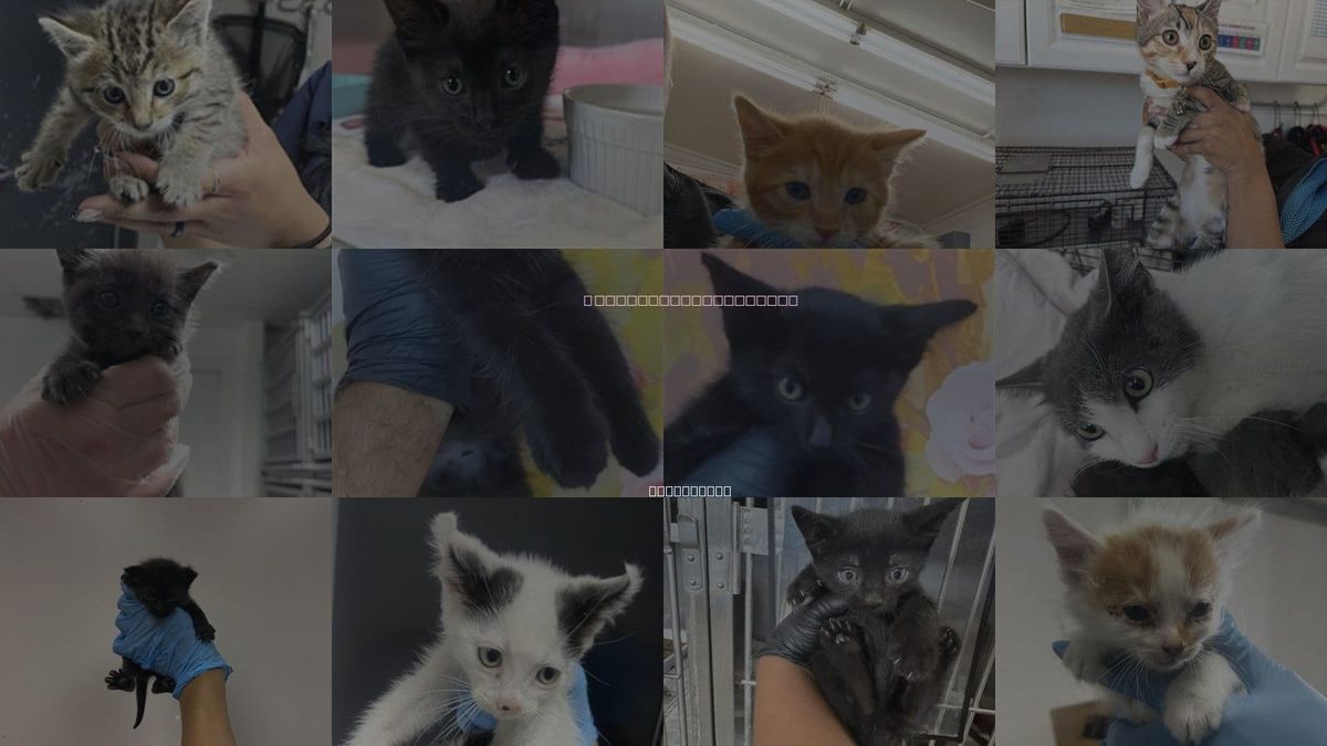 Cats for Adoption in Redlands, California