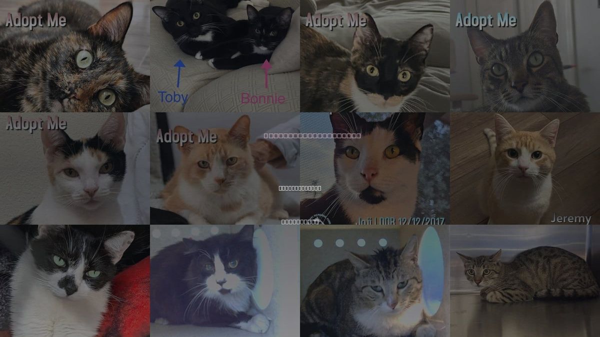 Cats for Adoption in Redondo Beach, California