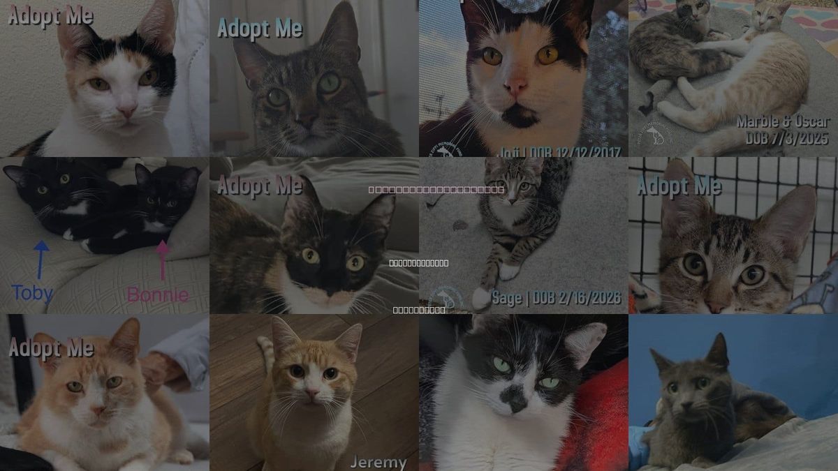 Cats for Adoption in Redondo Beach, California