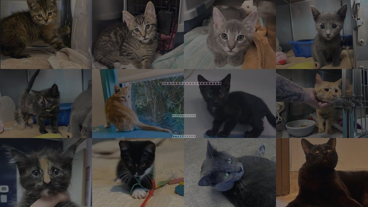 Cats for Adoption in Redwood City, California