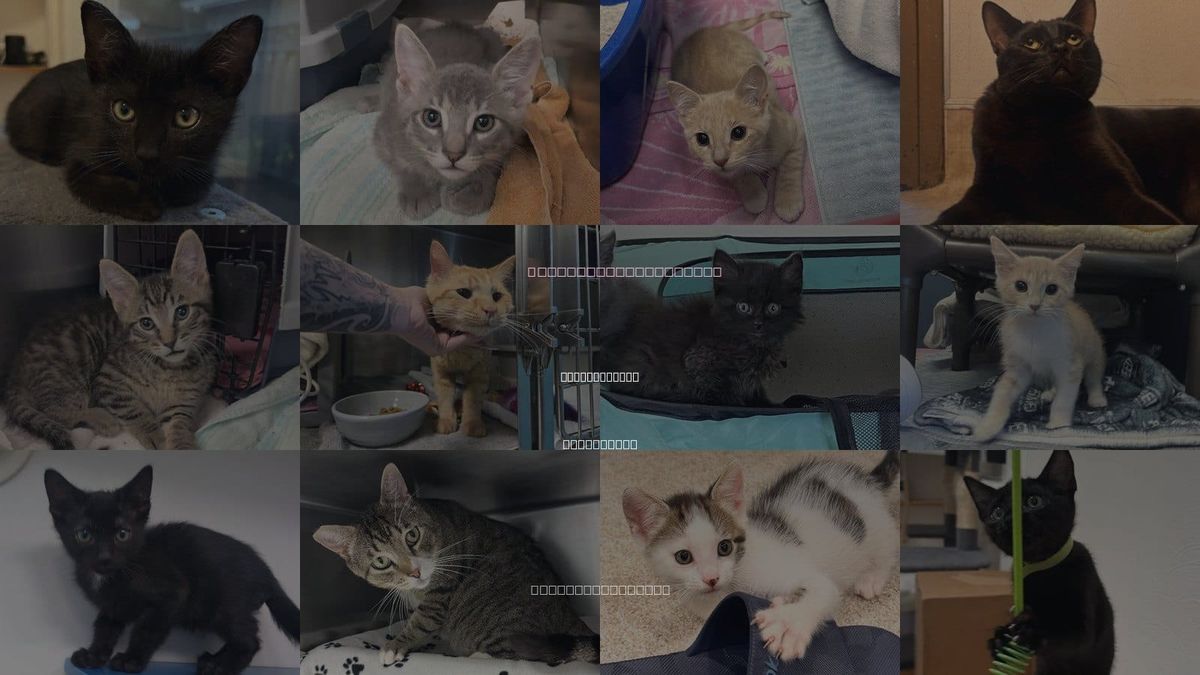 Cats for Adoption in Redwood City, California
