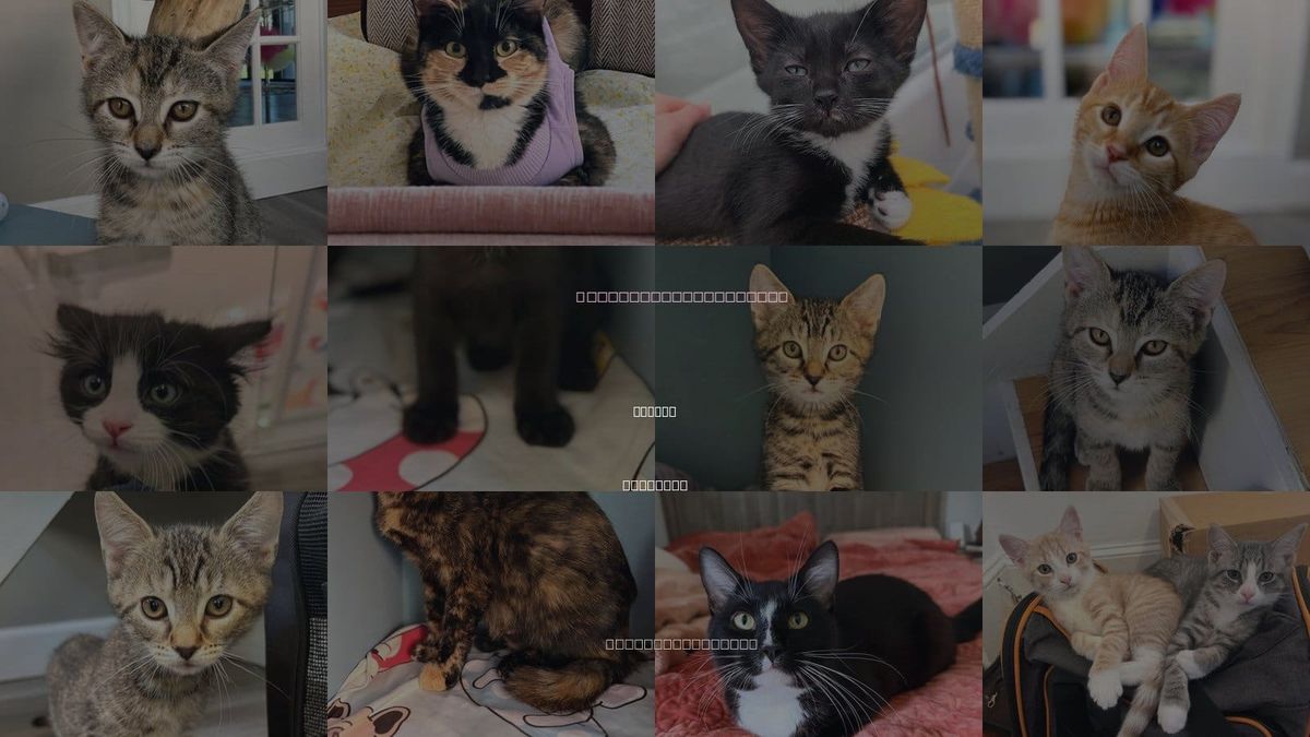 Cats for Adoption in Reston, Virginia
