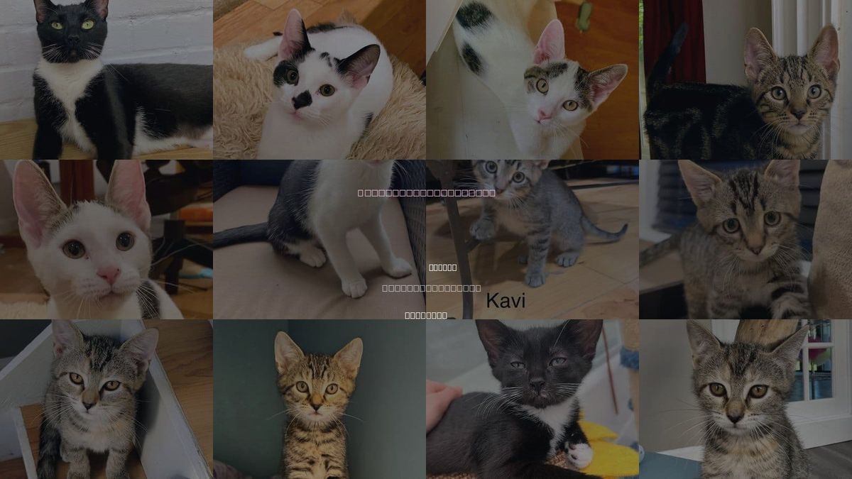 Cats for Adoption in Reston, Virginia